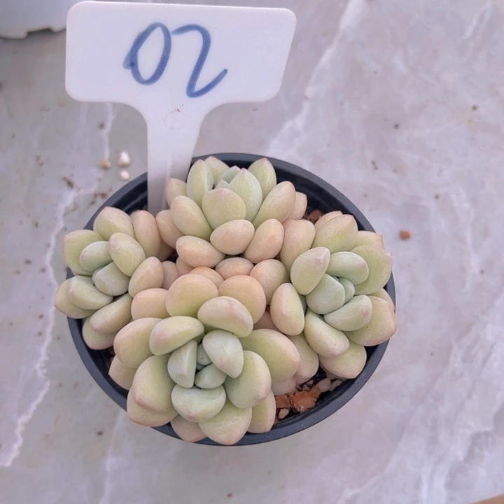 健健康康平平安安