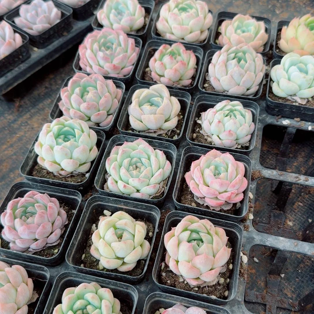 6-58退款混合三十颗量拍