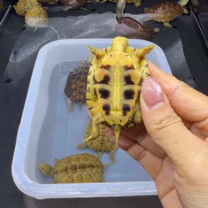 山***。宠物龟公母搭配背甲5.5