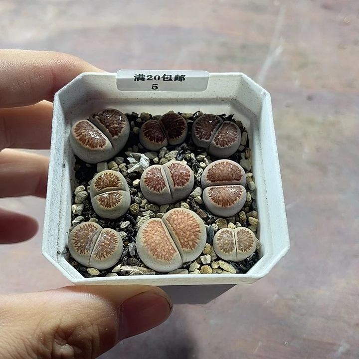 无花朵5、红窗菊、、