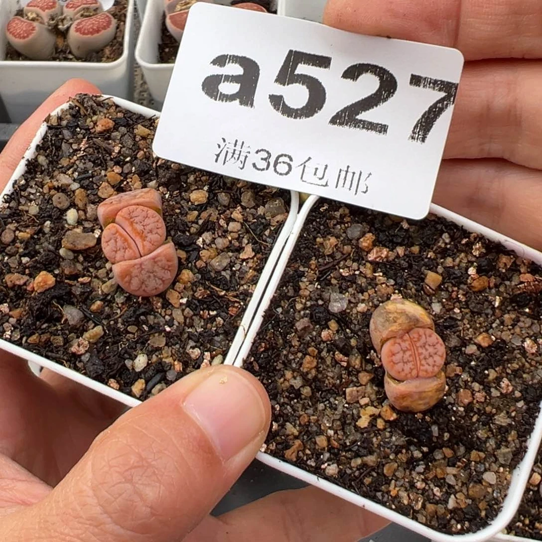 204好看的多肉527