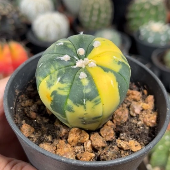 当前无花栽培后可以开花实生兜锦