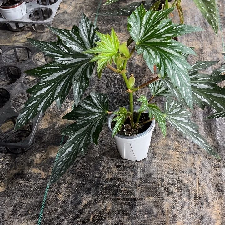 不开花植物屋头杂江苏