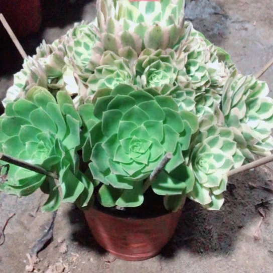 无***无无花朵玉姿法师多肉植物67号