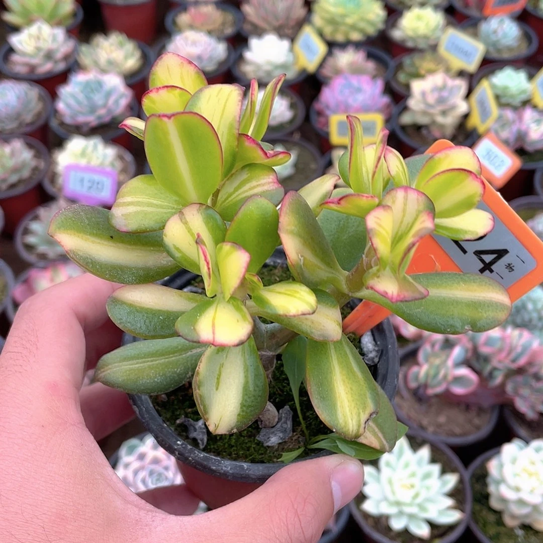 324号七彩蝶锦玉树