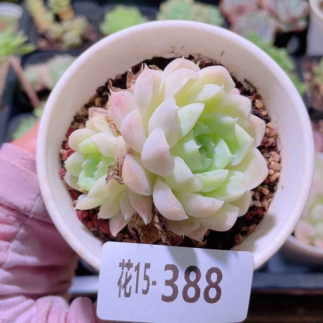 花利美15-388白月影