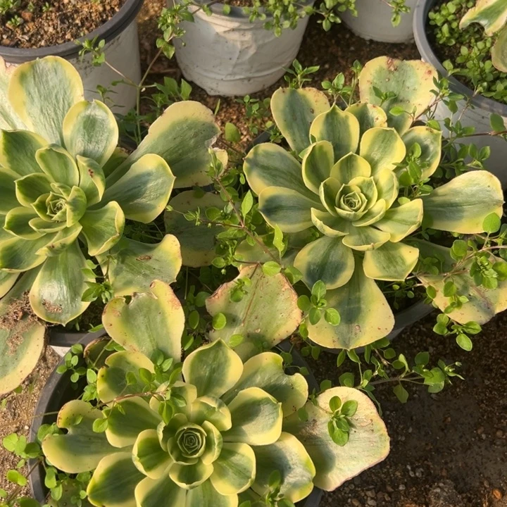 香炉盘锦三颗组量多肉植物