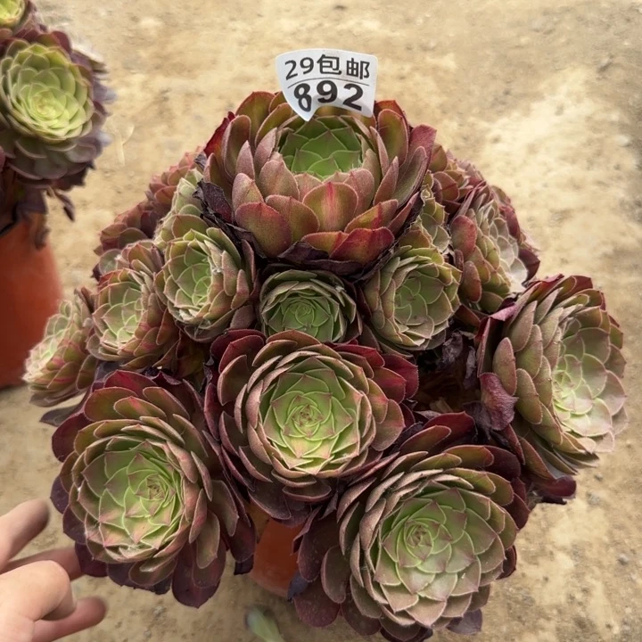 万圣节？……多肉植物……