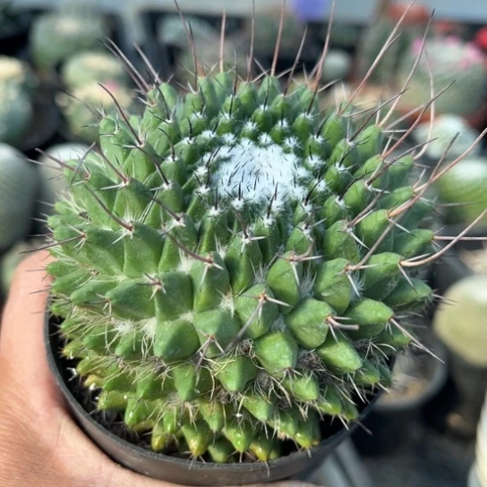 当前无花栽培后可以开花实生旗舰丸