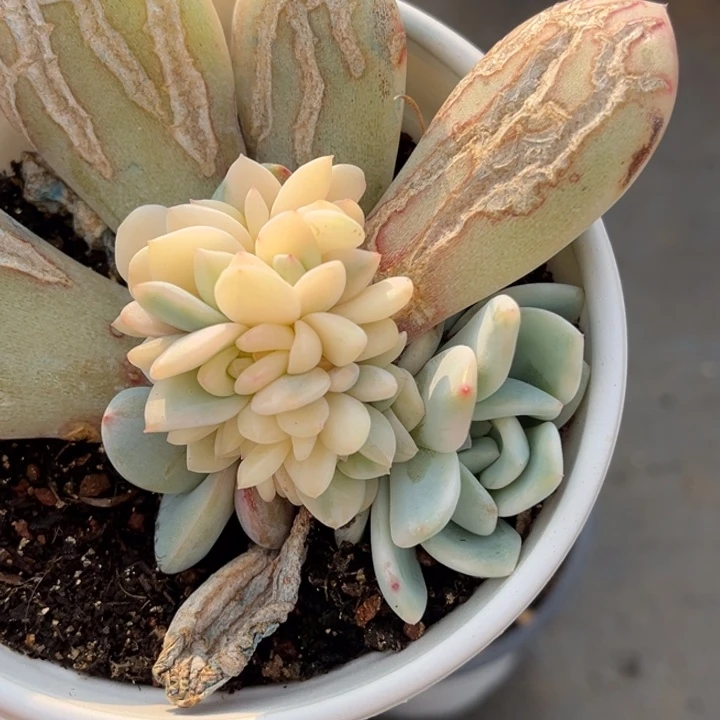 橙梦露锦一颗价格发货