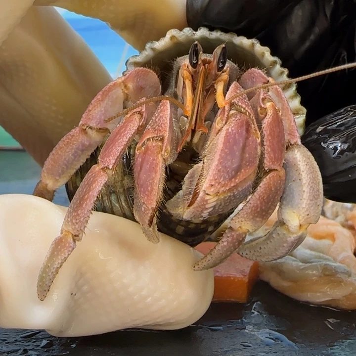 A6粉胖 灰白2.2cm口径