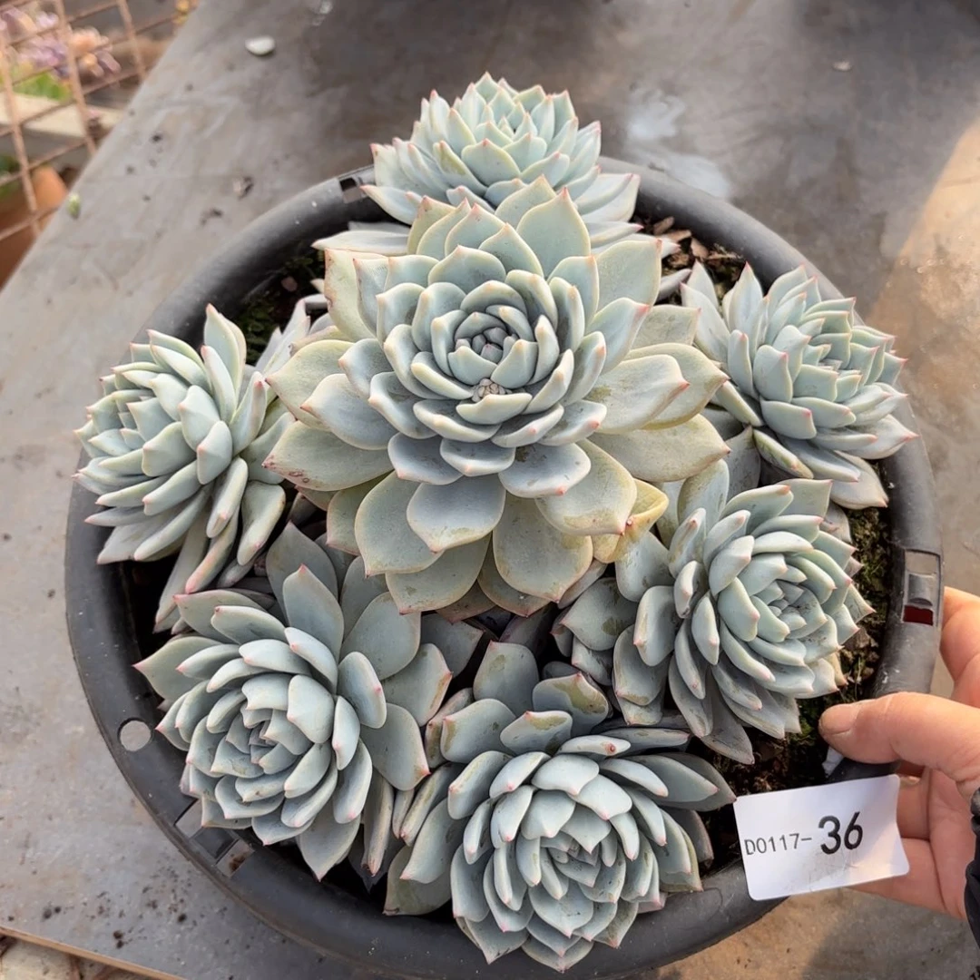 同温层多肉粉蓝鸟36