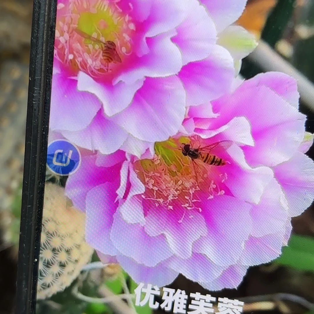 优雅芙蓉丽花无根侧牙20包邮瑕疵