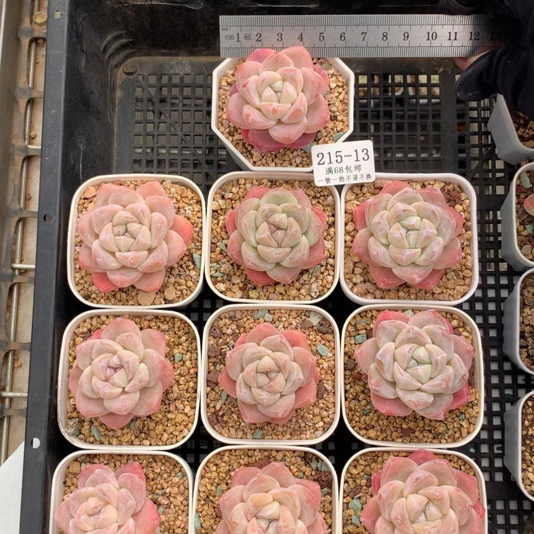 泡***茶13。白底糖心冰玉。十棵。