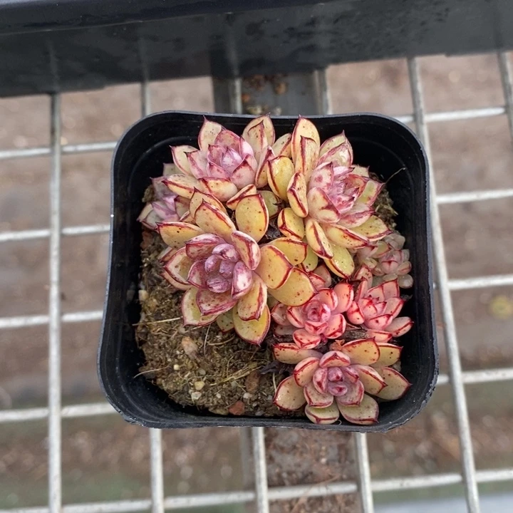 d****l伯克利和格蕾纳等著名音乐