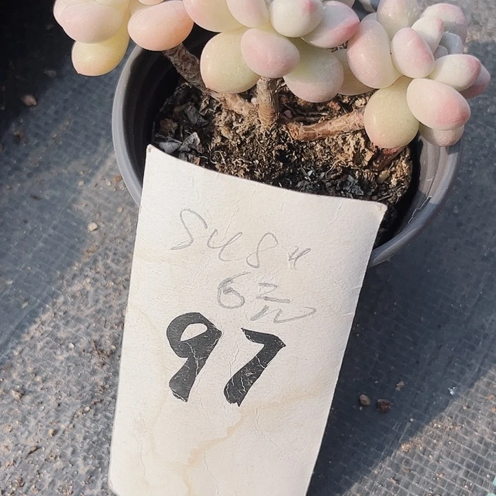 s****y97密密麻麻密密麻麻