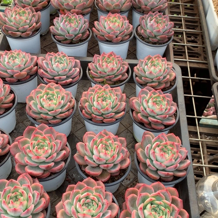 红鸾多肉植物9.99两单包邮