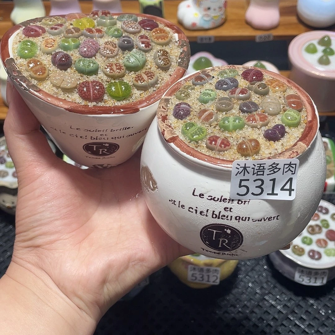 带盆土植物 一物一拍5314