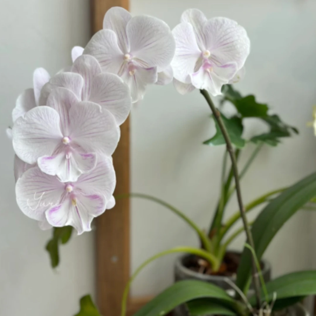 【安祖曼塔安汶蝴蝶兰3.5杯】带花苞带花