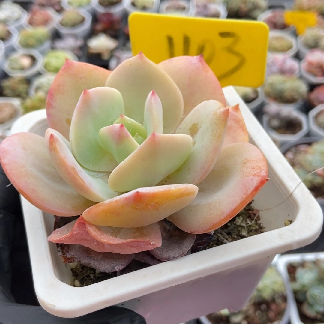 1103雪凤多肉植物多肉