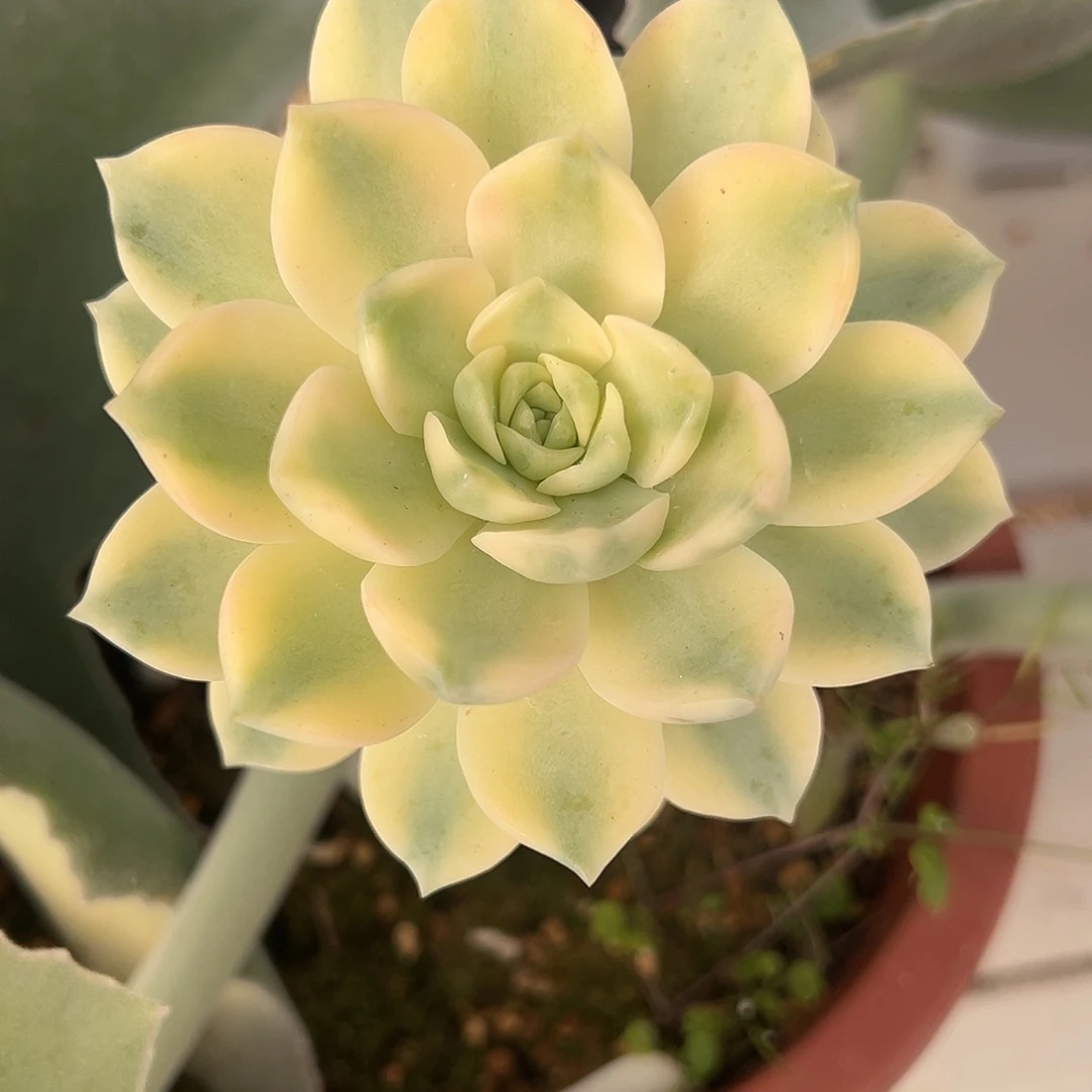 安娜玫瑰锦多肉植物