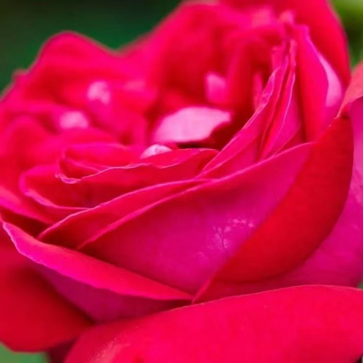 食用玫瑰墨红玫瑰花苗浓香型大花苞四季开花耐寒耐晒