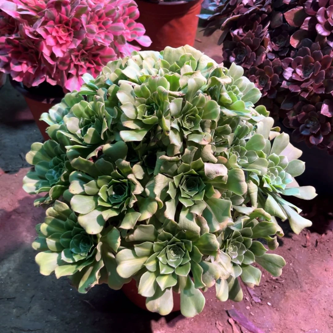 多肉植物绿羊绒569