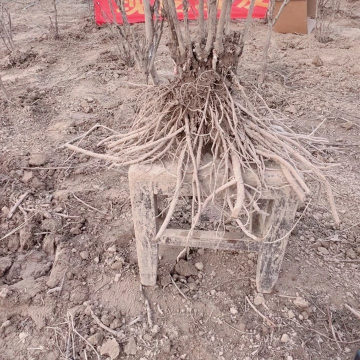 当前无花栽培后可以开花大胡红
