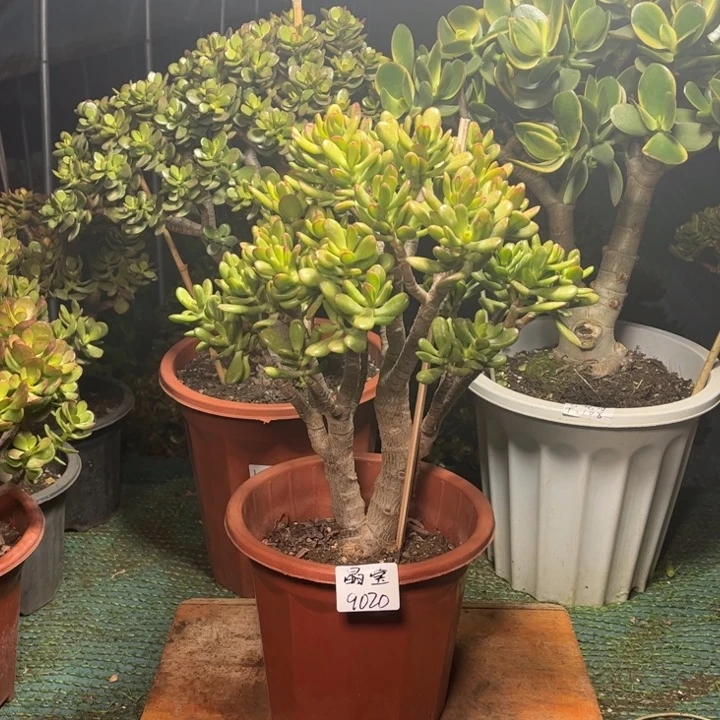 晶*中等招财猫带小土球发货