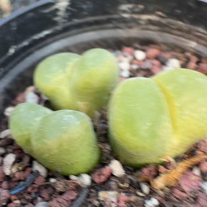 24带盆土3头风铃。