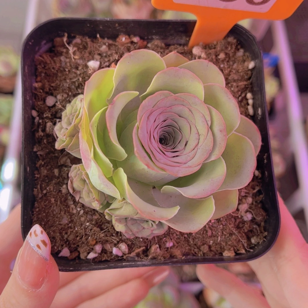 单品一物一拍838号山地玫瑰