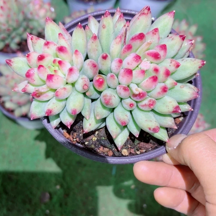 精品多肉植物老桩