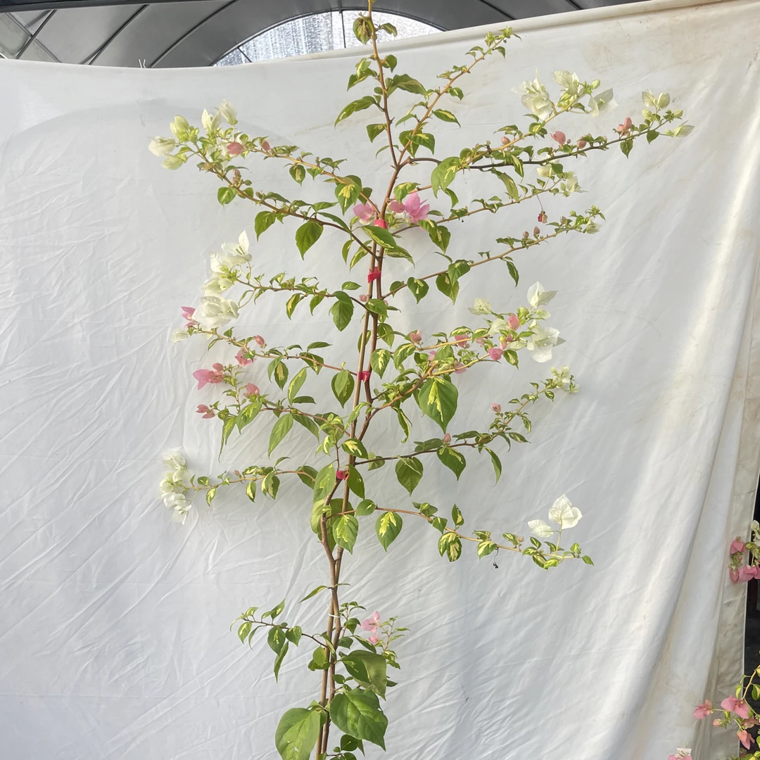 高飘绿植花卉三角梅盆栽可爬藤适合室内外种植一年四季开花