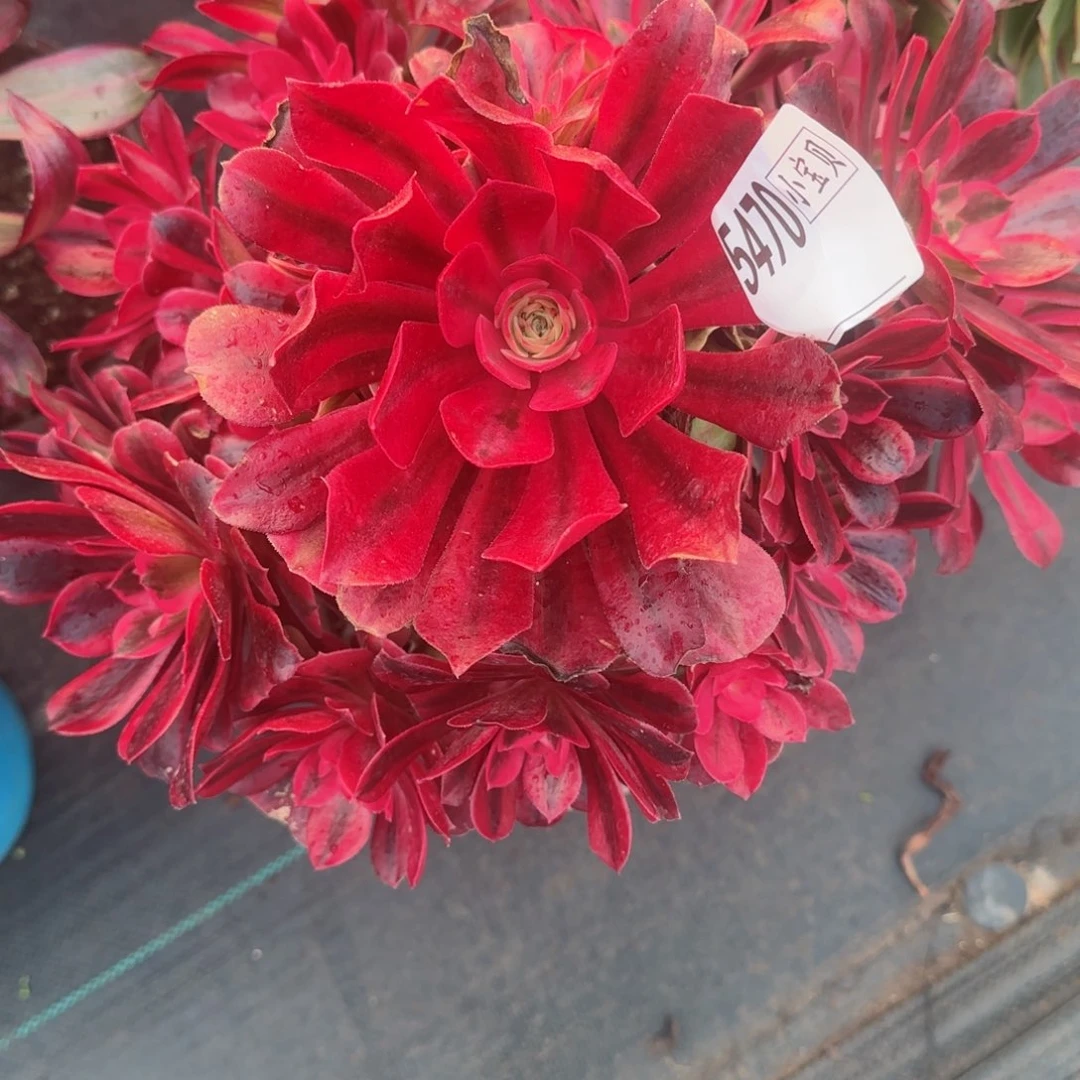 ?****?5470美杜莎多肉多肉