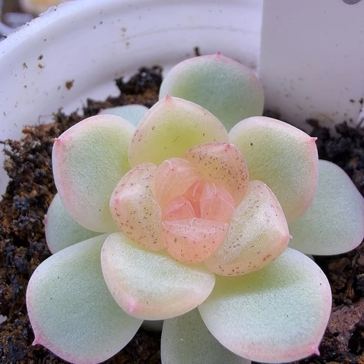 独家y16甜心五公分盆口