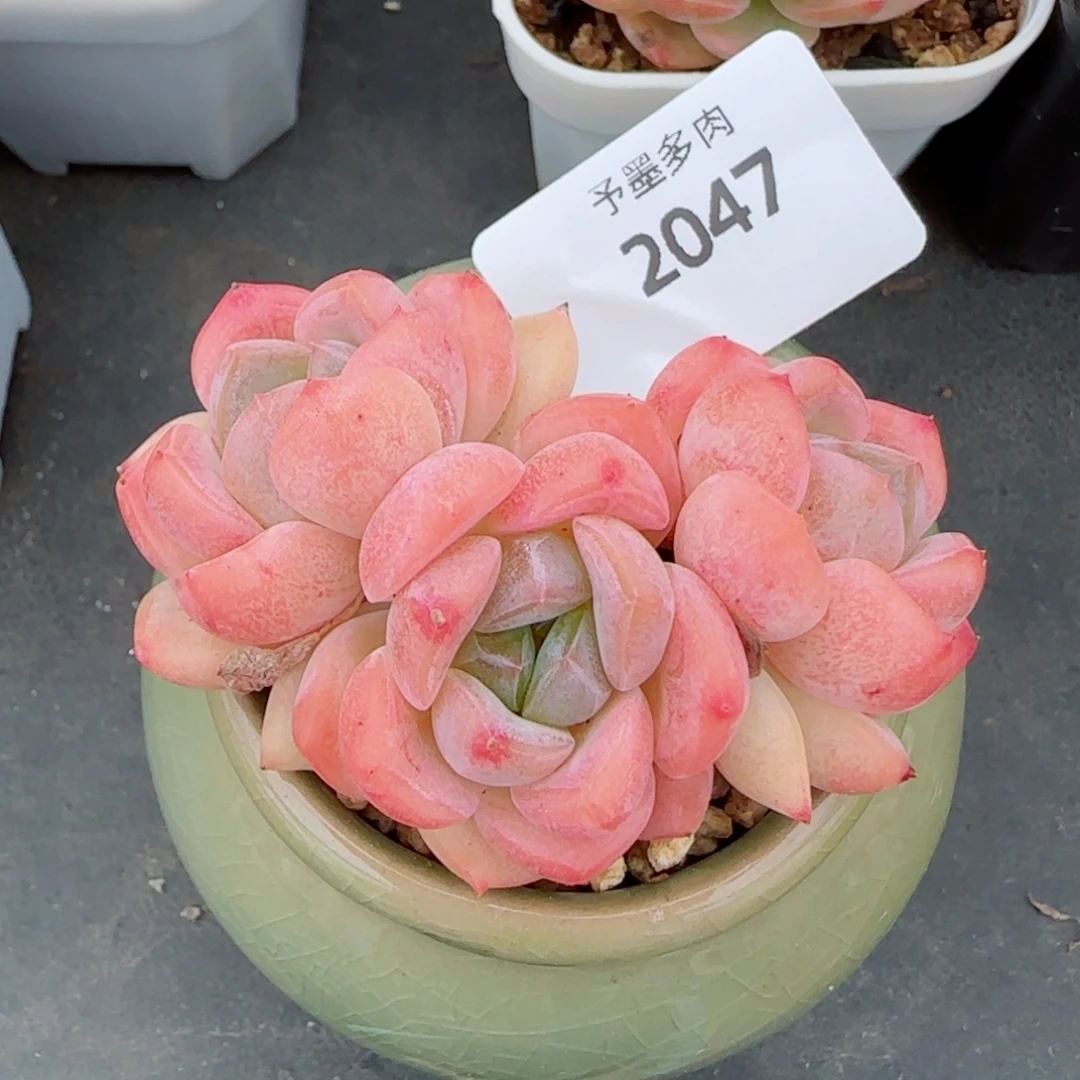 桃夭，2047多肉植物