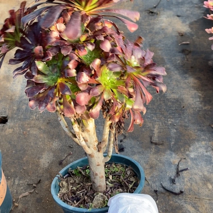 墨法6多肉植物法师法师