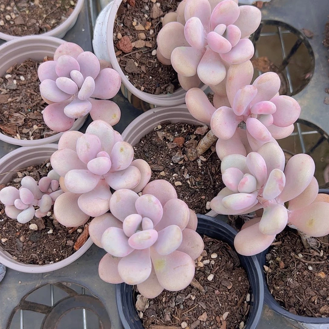 腰子蛋大单头精品六颗