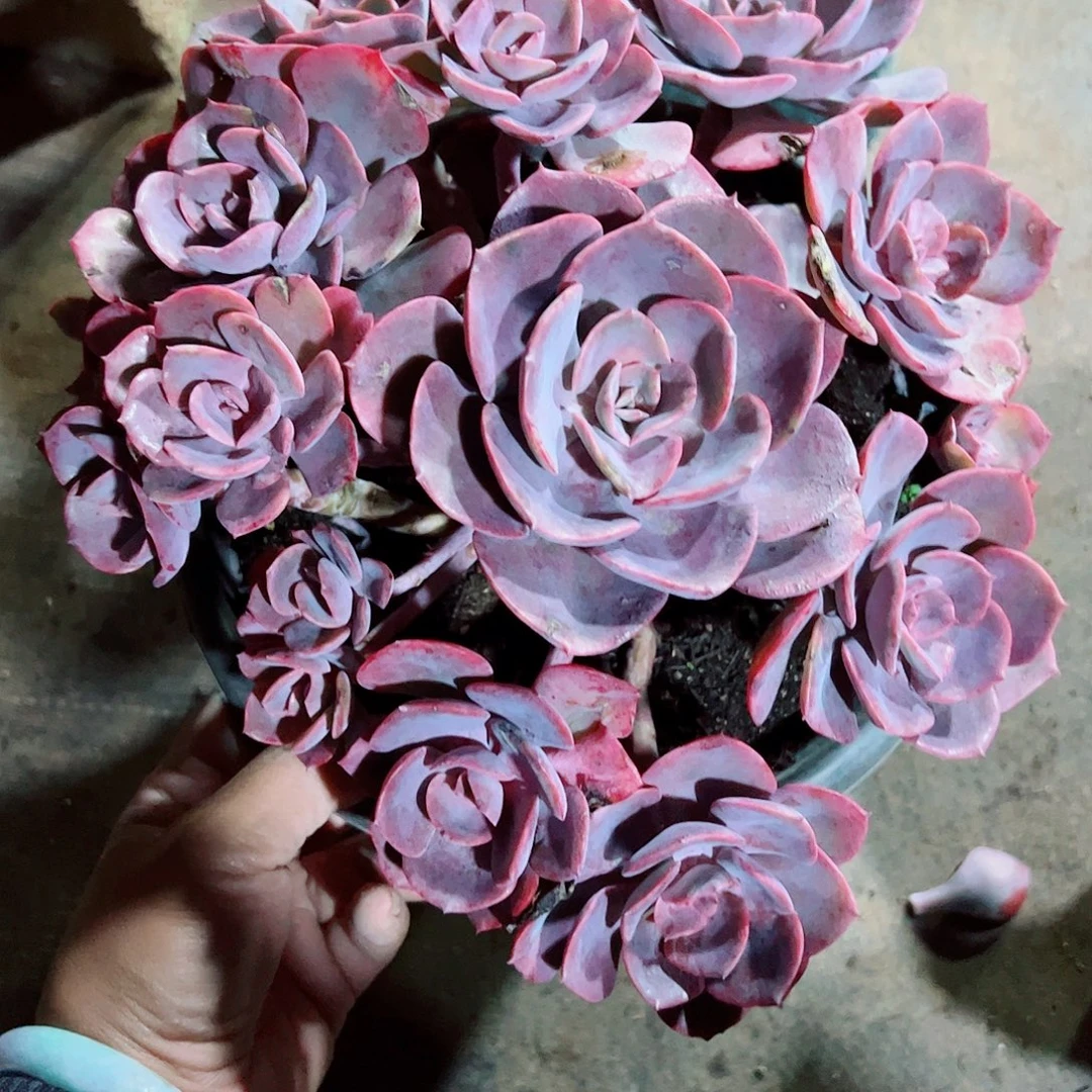 尘埃玫瑰一物一拍