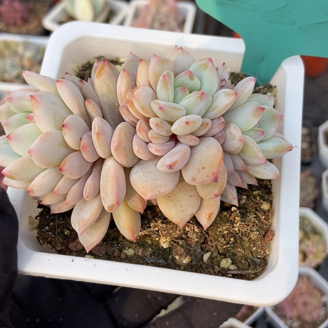 222玉芙蓉多肉植物保护