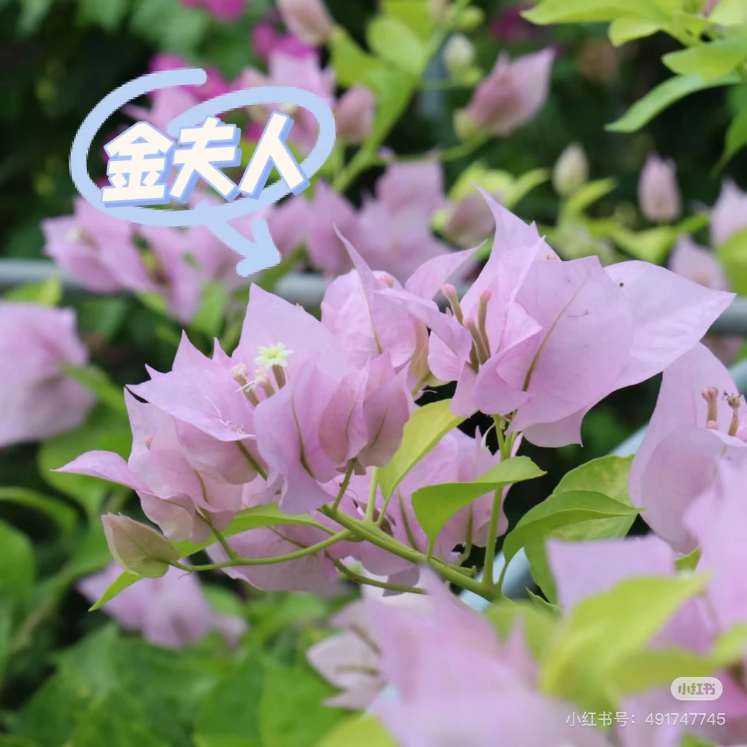 【新疆包邮】三角梅金夫人