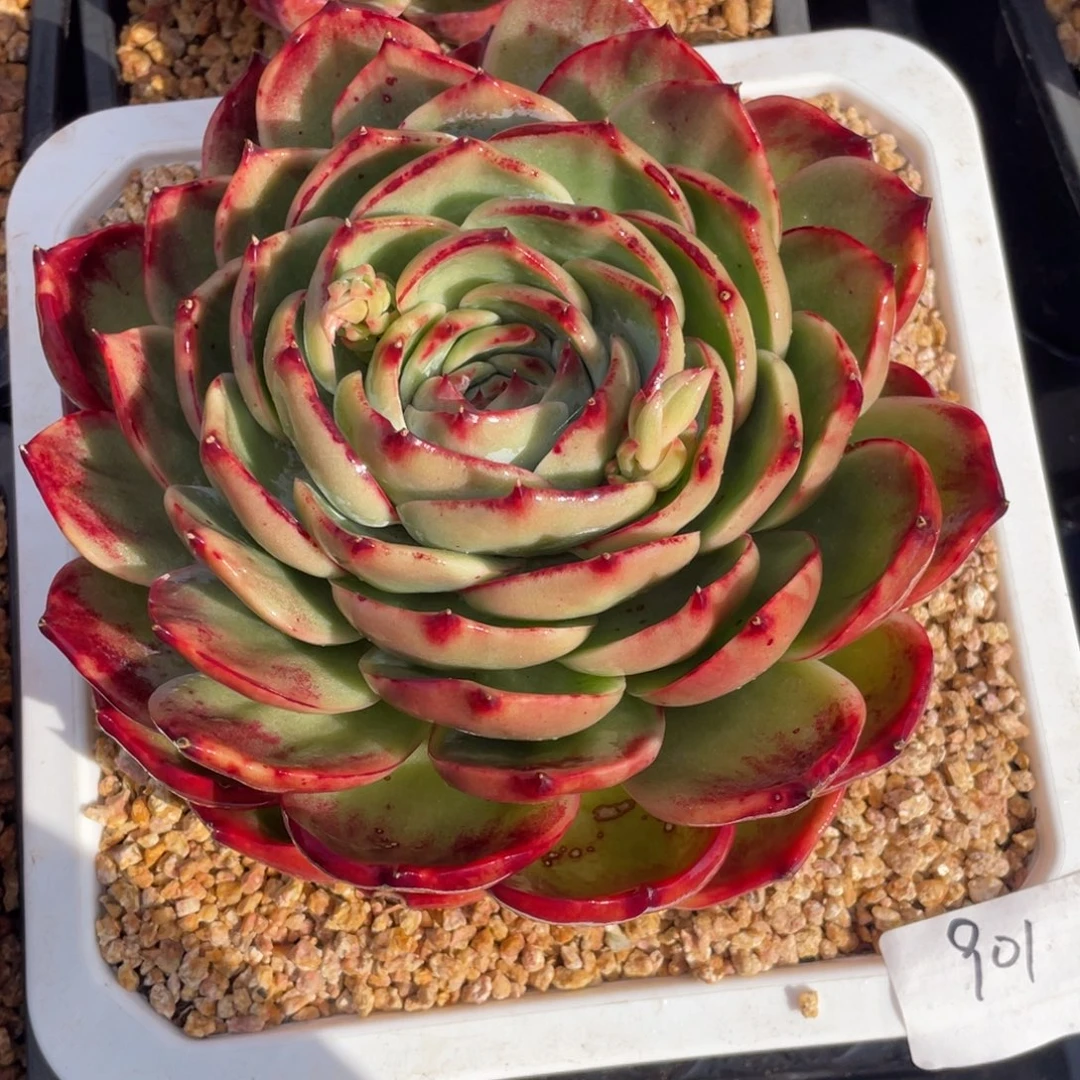 惊鸿仙子冠服19左右