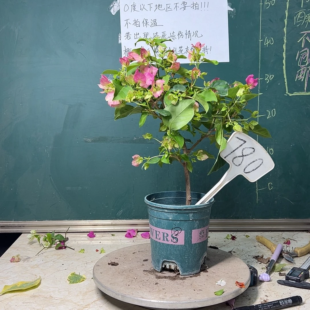 全部花苞暗斑宫粉 780