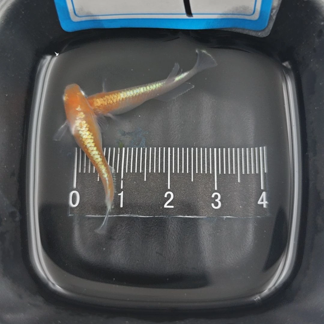 青鳉鱼观背青鳉赤壁红白一对9号