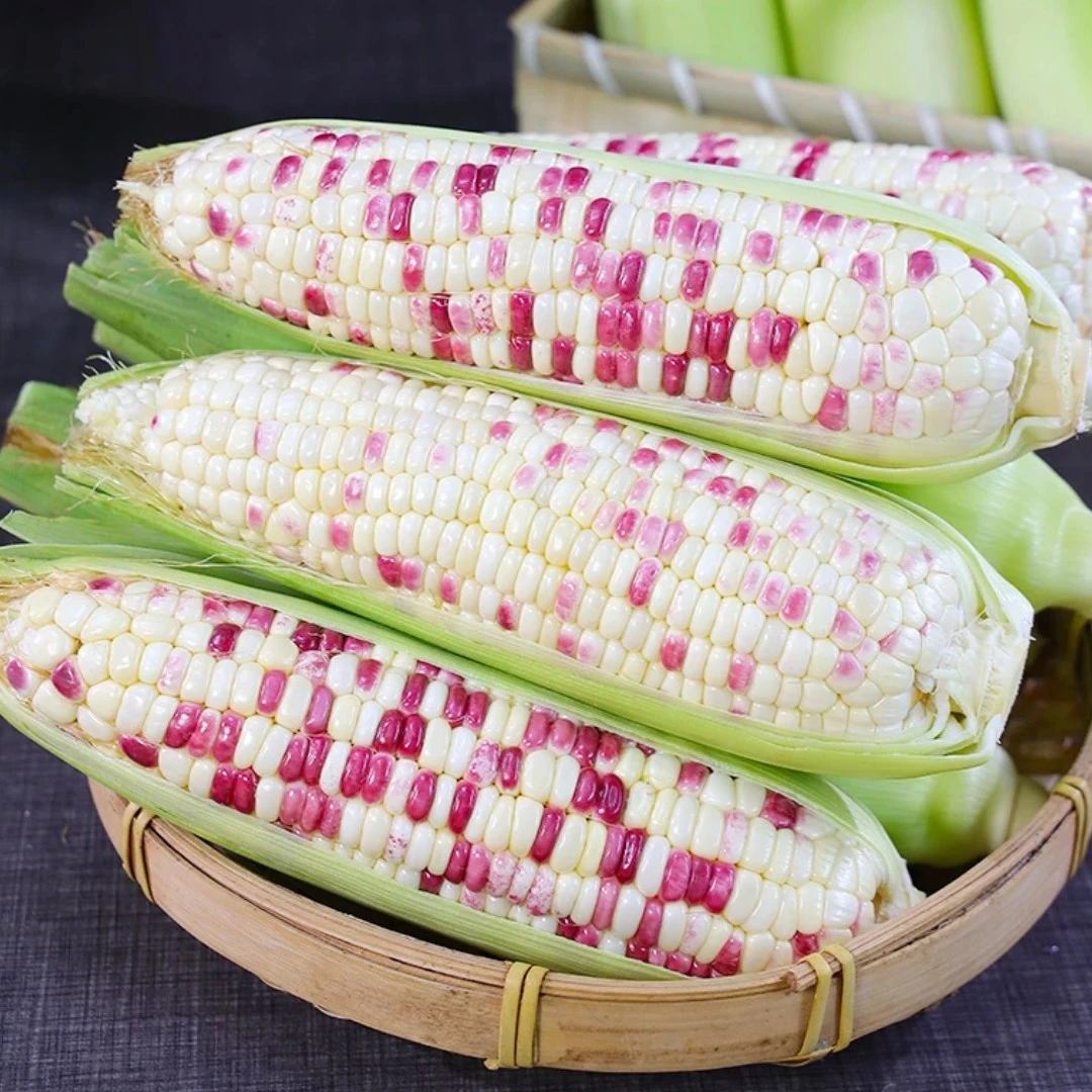 新鲜花糯玉米代餐新鲜玉米黏糯玉米甜糯玉米带壳新鲜3斤5斤花糯玉米辽宁省