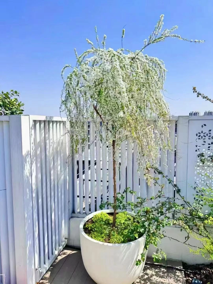 一物一拍雪柳植物喷雪花苗盆栽花卉绿植别墅庭院雪柳室外耐寒