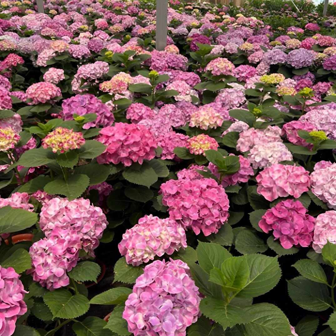 德盛绣球一物一拍迎接618大促！