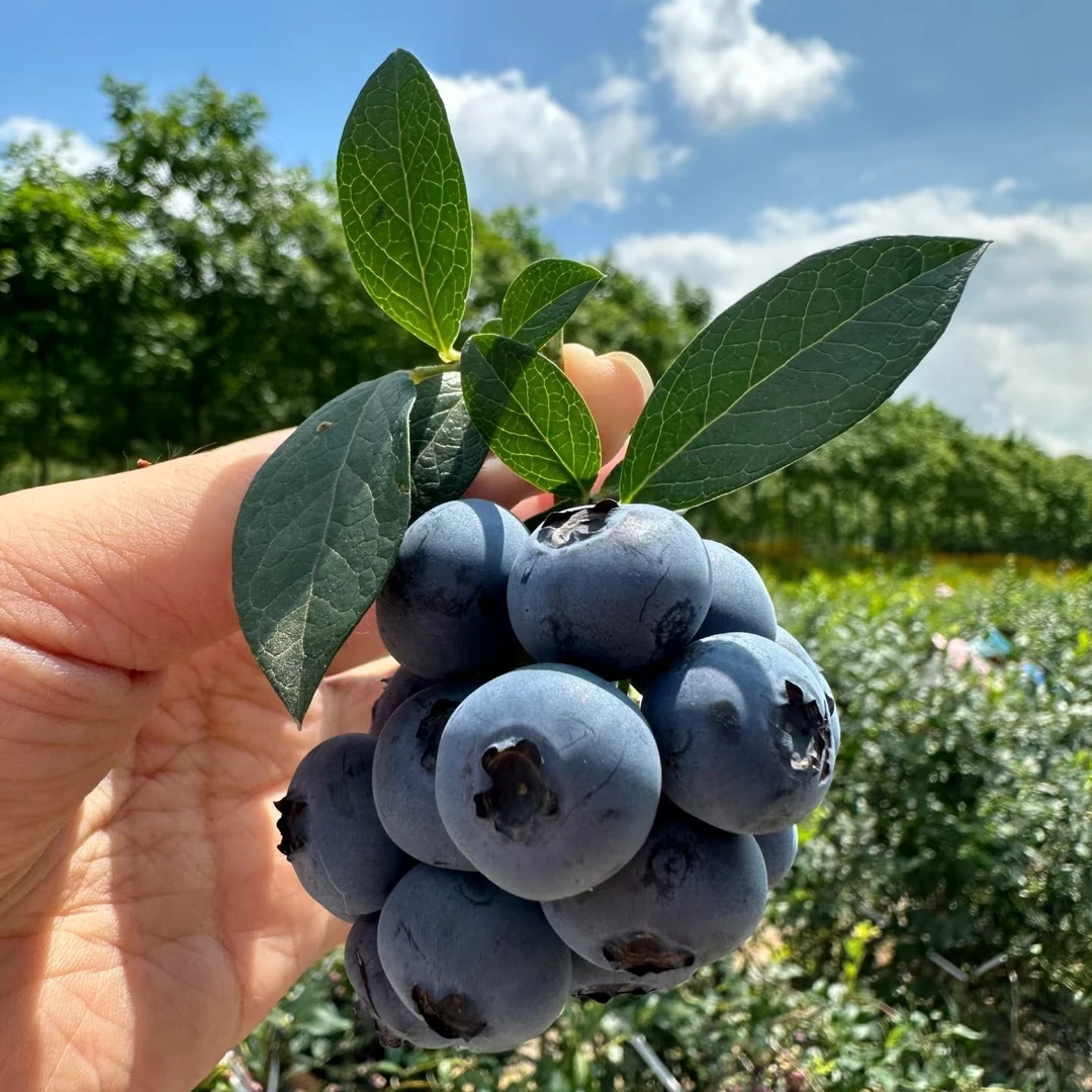 丹东【L25花香蓝莓】小孩孕妇首选新鲜现摘脆爽甜蜜花香四溢