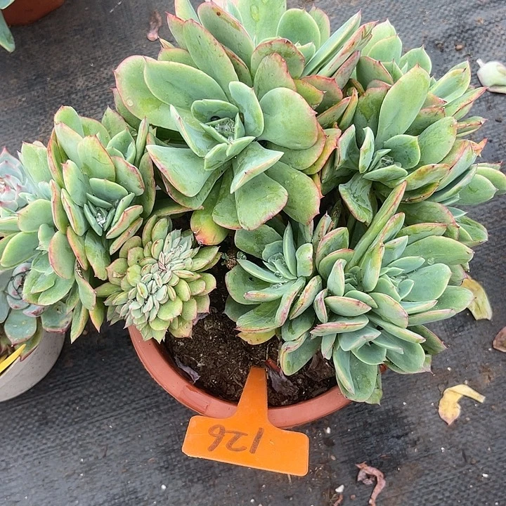 晨语多肉，一物一拍缀126