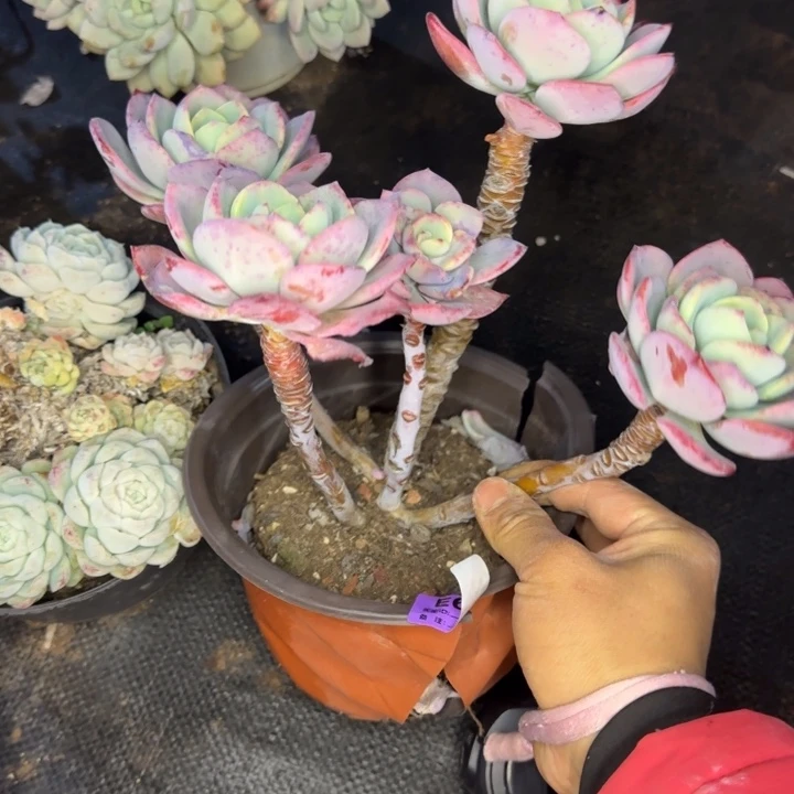 白月光402 多肉植物一物一拍